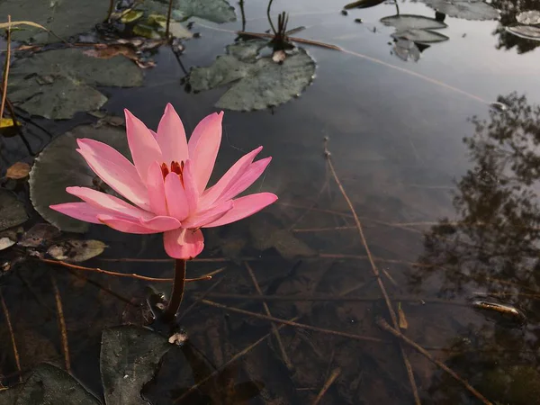 運河に咲くピンクの蓮の花の美しさ — ストック写真