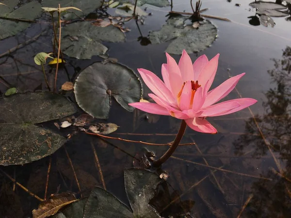 運河に咲くピンクの蓮の花の美しさ — ストック写真
