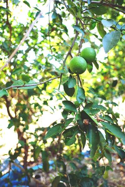 Limão Verde Fresco Árvore Quintal — Fotografia de Stock