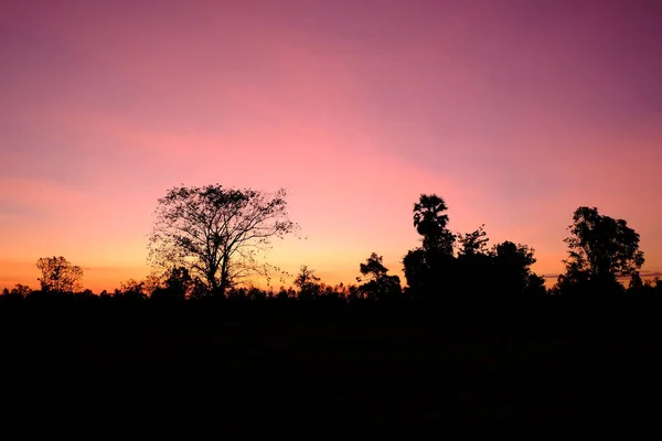 Bella Tramonto Luce Del Sole Nella Foresta — Foto Stock