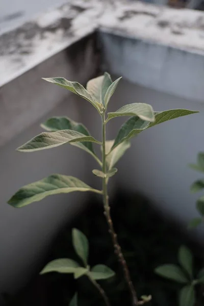 Plantes Ornementales Soir — Photo