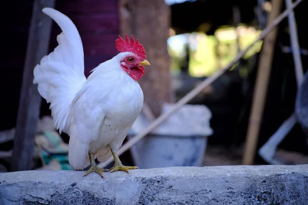 Cute Ayam Putih Peternakan — Stok Foto