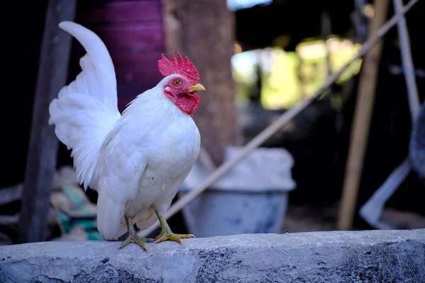 Cute Ayam Putih Peternakan — Stok Foto