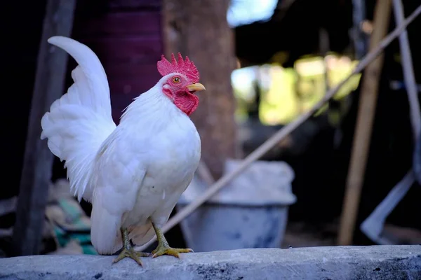 Cute Ayam Putih Peternakan — Stok Foto