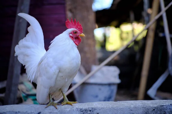 Bonito Frango Branco Fazenda — Fotografia de Stock