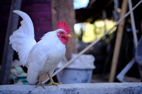 Süß Von Weißen Hühnern Auf Dem Bauernhof — Stockfoto