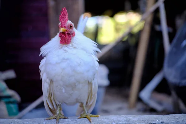 Cute White Chicken Farm — Stock Photo, Image