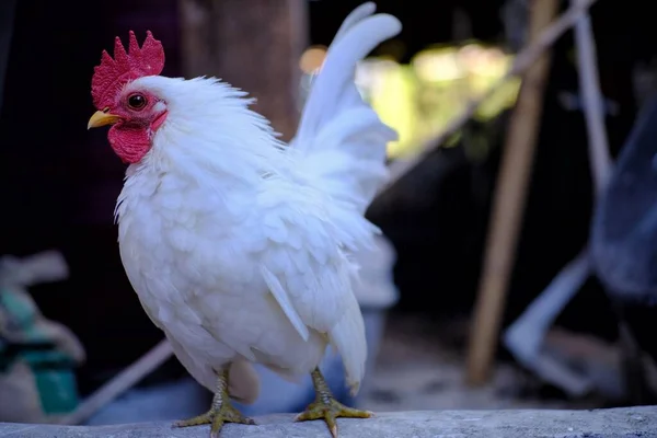 Bonito Frango Branco Fazenda — Fotografia de Stock