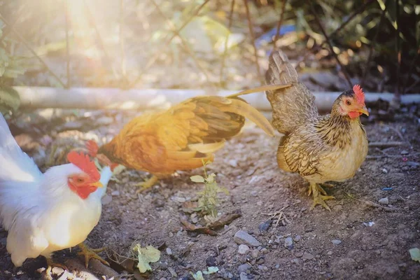 The cuteness and colorful of the dwarf chickens on the farm