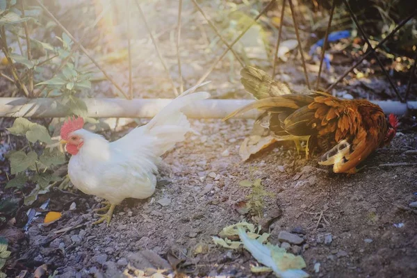 Die Niedlichkeit Und Buntheit Der Zwerghühner Auf Dem Bauernhof — Stockfoto