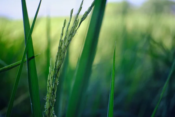 Färska Gröna Blad Risväxter Fältet — Stockfoto