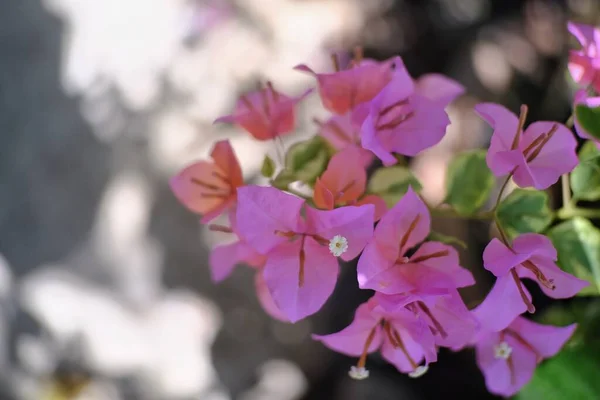 Keindahan Bunga Bougainvillea Yang Mekar Taman — Stok Foto