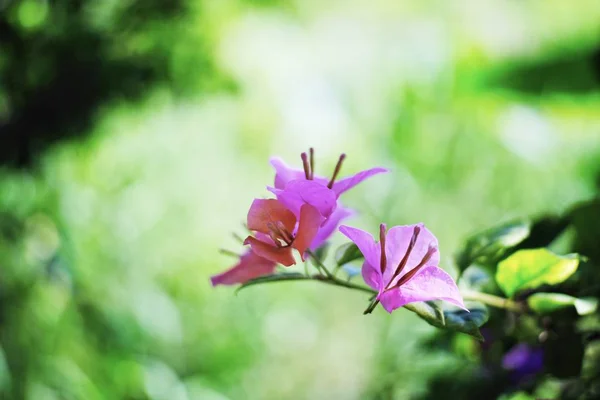 Keindahan Bunga Bougainvillea Yang Mekar Taman — Stok Foto
