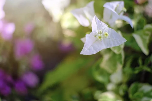Belleza Las Flores Buganvillas Están Floreciendo Jardín —  Fotos de Stock