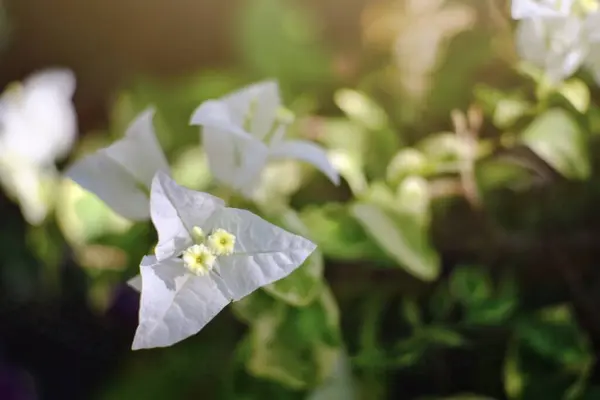 Schoonheid Van Bougainvillea Bloemen Bloeien Tuin — Stockfoto