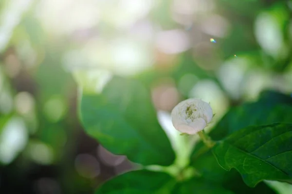 庭にはジャスミンの花の美しさが咲いています — ストック写真