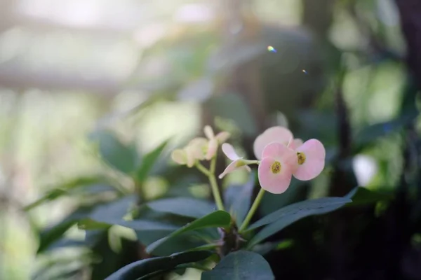 Piękno Poi Sian Kwiaty Kwitną Ogrodzie — Zdjęcie stockowe
