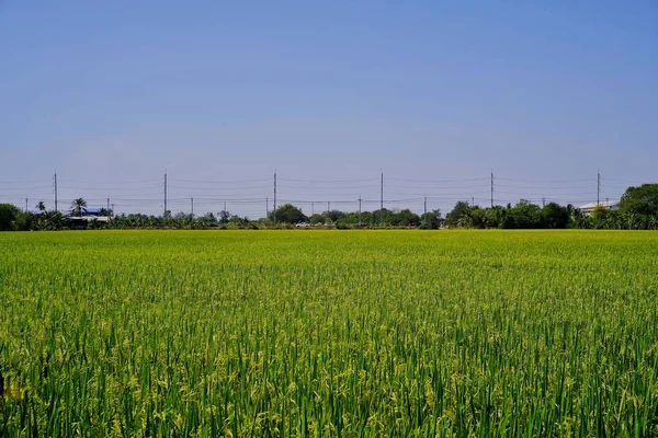 Feuille Verte Fraîche Plants Riz Dans Champ — Photo