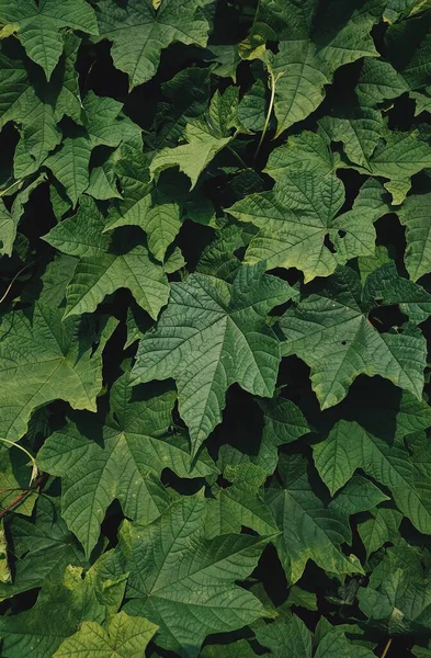 Patroon Textuur Van Groen Blad Tuin — Stockfoto