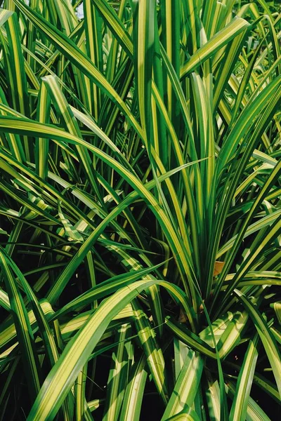 Pattern Texture Green Leaf Garden — Stock Photo, Image