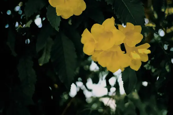 Bahçede Açan Sarı Çiçeklerin Güzelliği — Stok fotoğraf