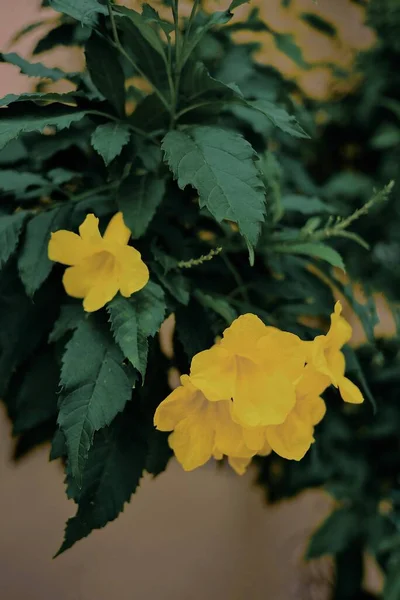 Kecantikan Bunga Kuning Mekar Taman — Stok Foto