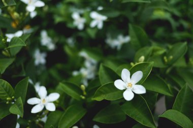 Bahçede açan kırmızı güllerin güzelliği 