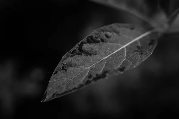 Patroon Textuur Van Bladeren Zwart Witte Achtergrond — Stockfoto