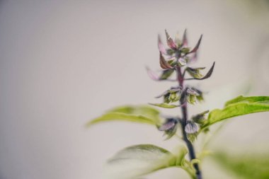 Arka bahçede fesleğen çiçeği açıyor.