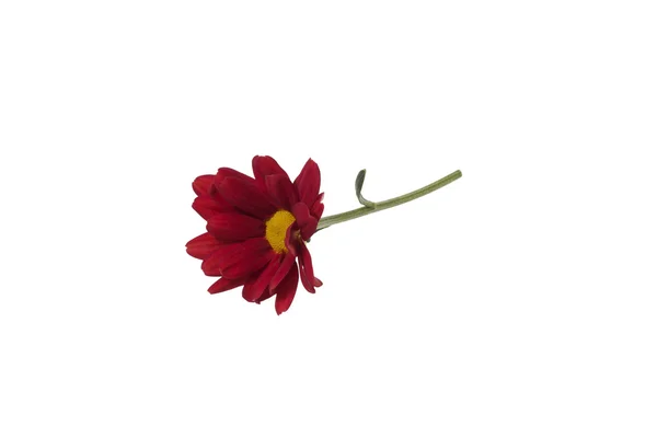 Červená Chrysanthemum. Květ. — Stock fotografie