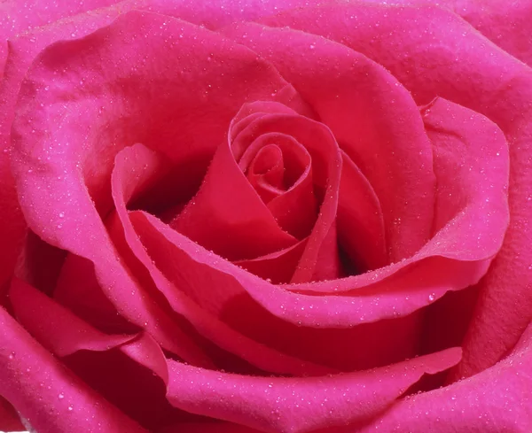 çiğ bir gül bir parçası. 