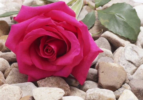 Roze roos liggend op de stenen. — Stockfoto
