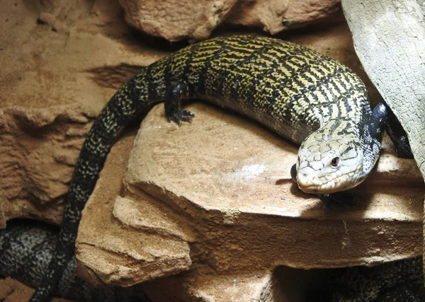 Lizard lying on the stone. — Stock Photo, Image