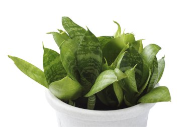 Beyaz bir arka planda saksıda bitki var.