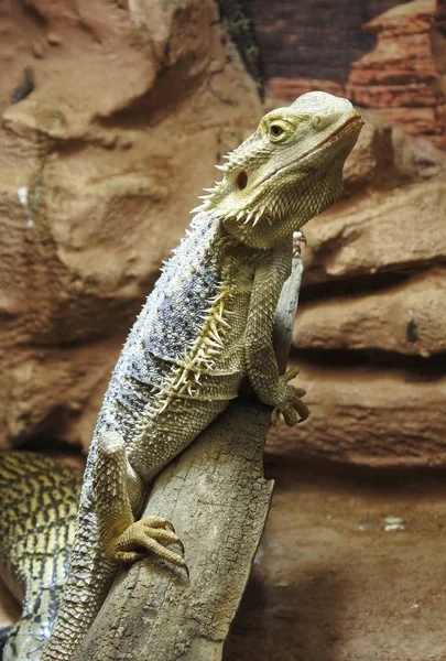 Iguana ligger på steinen . – stockfoto