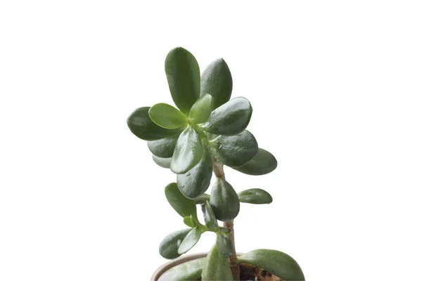 Plante uma árvore de dinheiro . — Fotografia de Stock