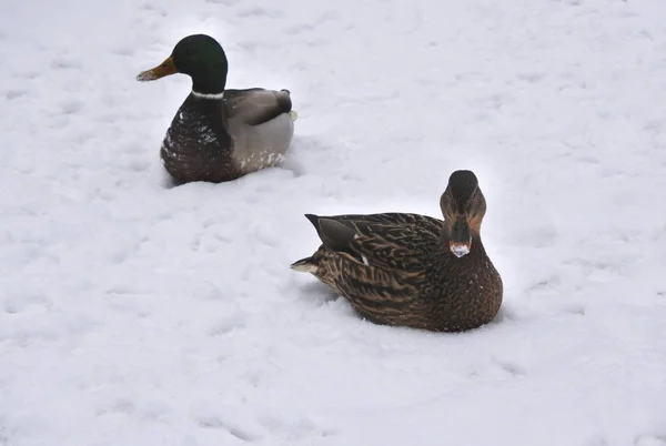 坐在雪地上的鸭子. — 图库照片