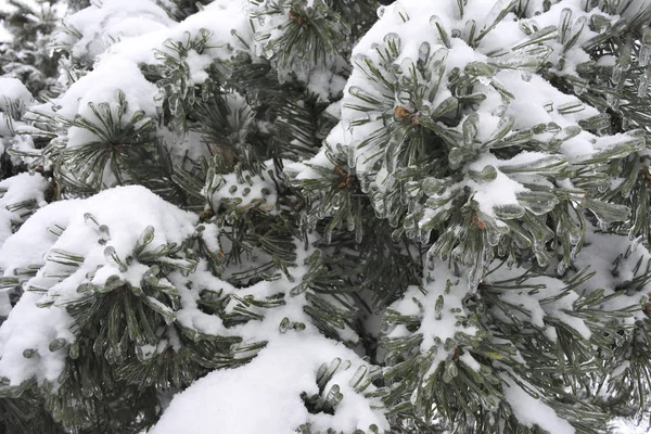 Pine in sneeuw en ijs. Ijzel. — Stockfoto