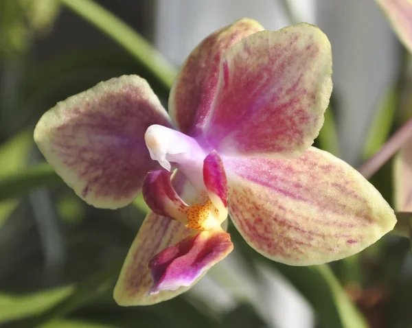 Orquídea de flores. De cerca. . — Foto de Stock