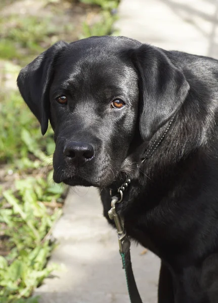 Portrait of a black dog. — Stock Photo, Image