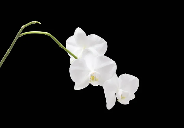Orquídea de flores. Branco . — Fotografia de Stock