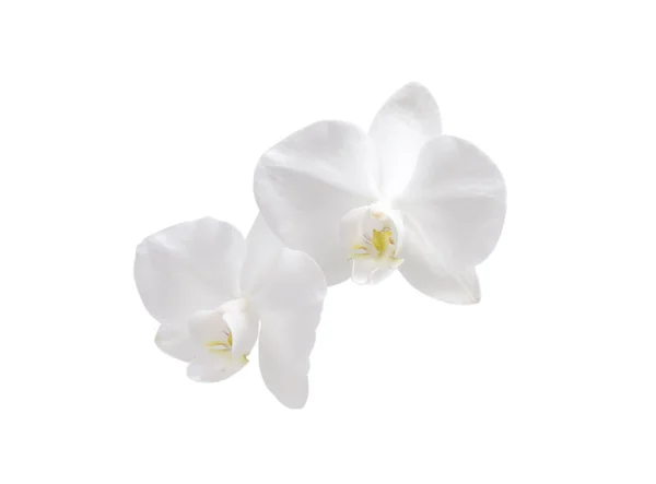 Orquídea de flores. Blanco . —  Fotos de Stock