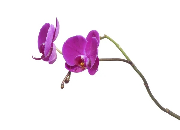 Flower orchid. Purple. — Stock Photo, Image