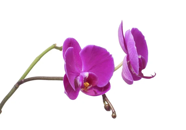 Orquídea de flores. Morado . —  Fotos de Stock