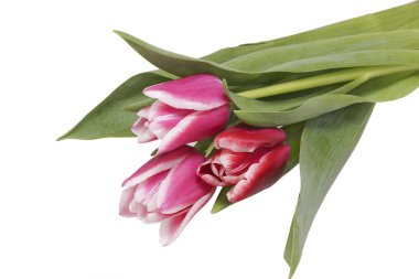 bir buket Pembe Laleler. 