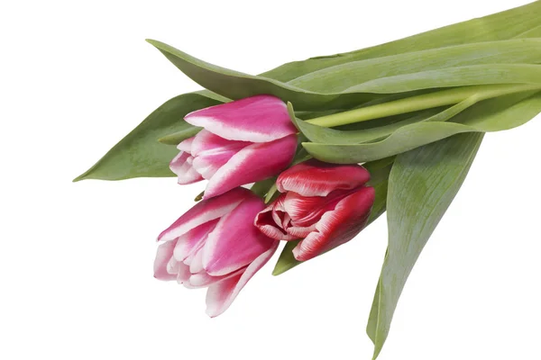 Um buquê de tulipas rosa . — Fotografia de Stock