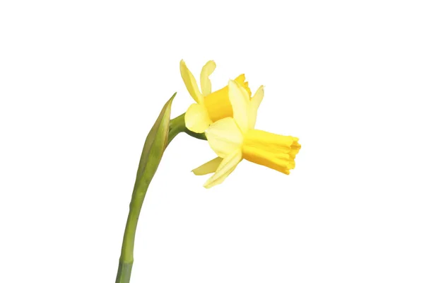 The flower is daffodil yellow. — Stock Photo, Image