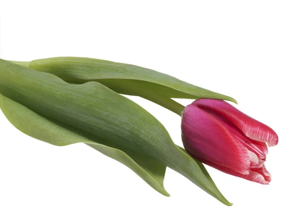 Flower pink tulip. — Stock Photo, Image