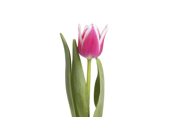 꽃 핑크 튤립. — 스톡 사진
