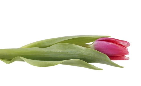 Flower pink tulip. — Stock Photo, Image